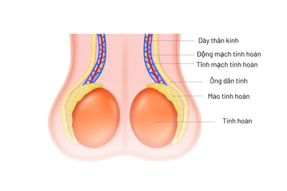biu-tinh-hoan.png